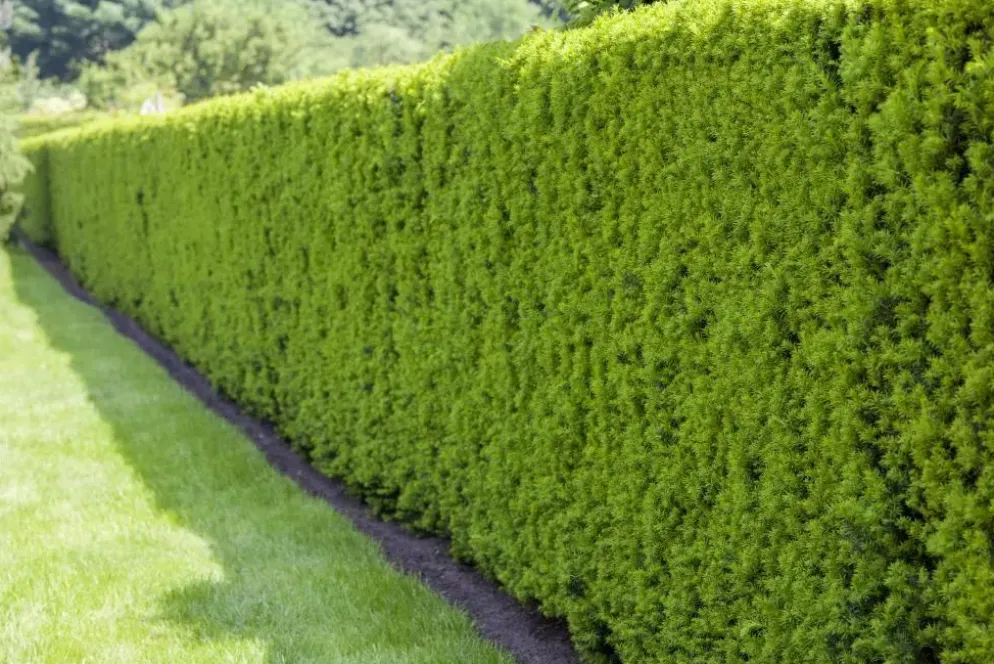 Taxus baccata (Venijnboom)