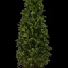 Taxus baccata (Venijnboom)
