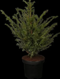 Taxus baccata (Venijnboom)
