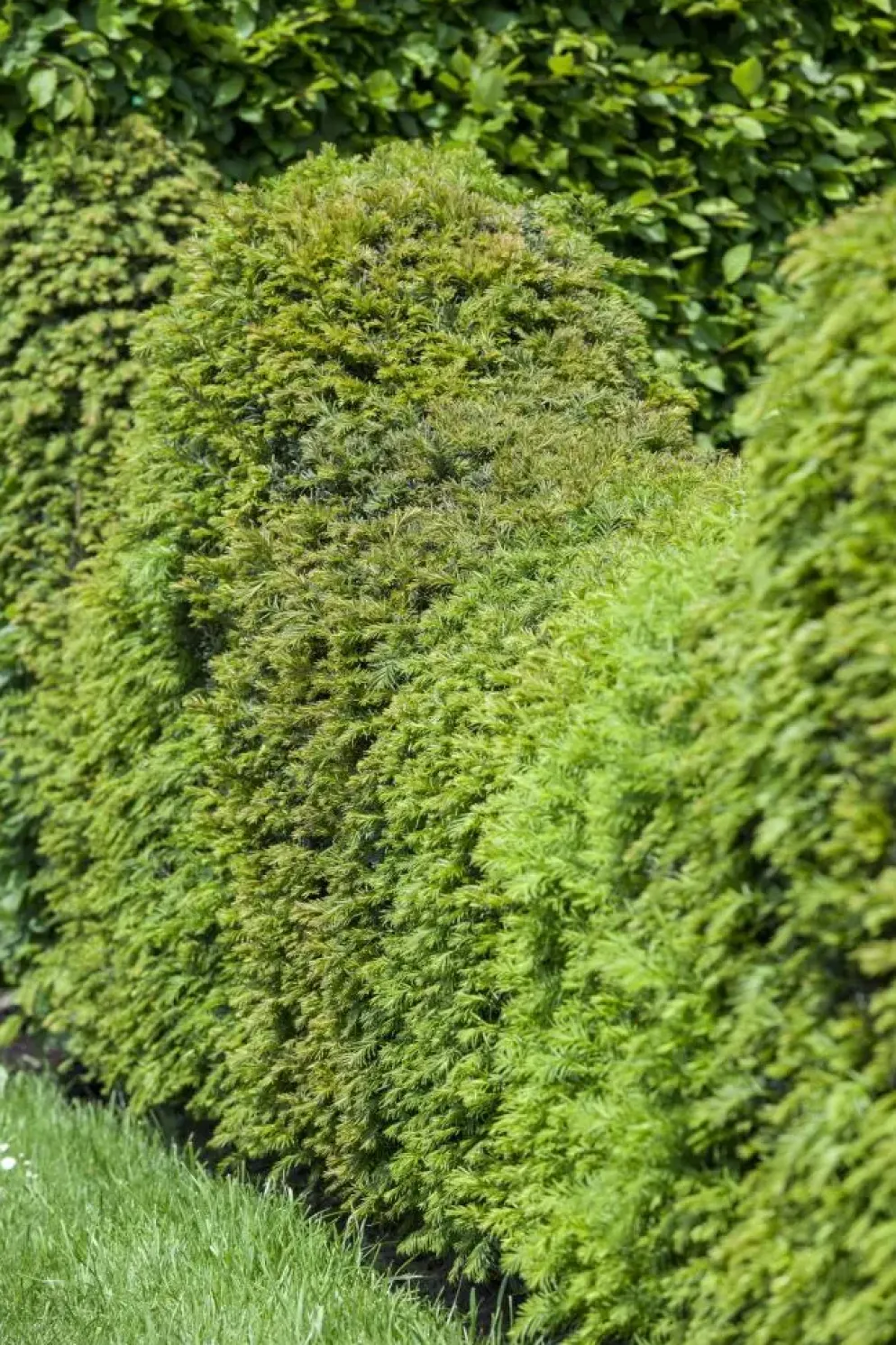 Taxus baccata (Venijnboom)