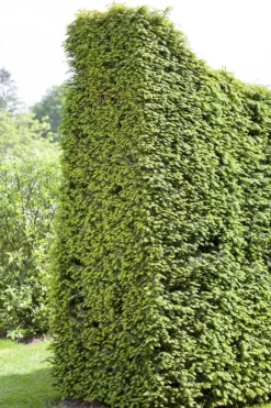 Taxus baccata (Venijnboom)