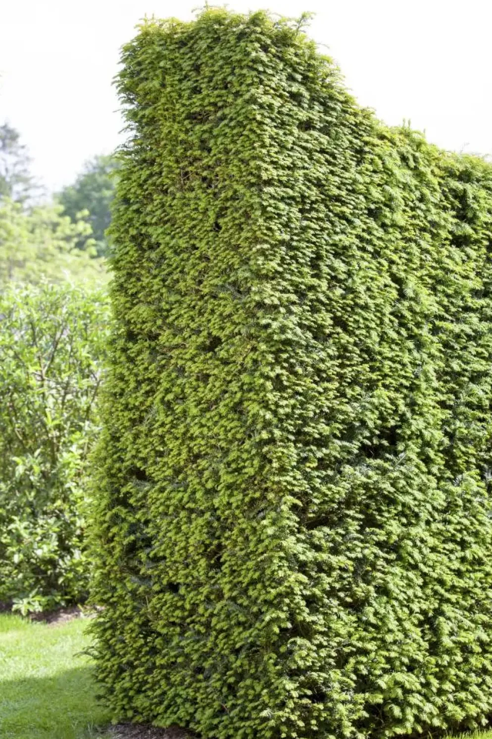 Taxus baccata (Venijnboom)