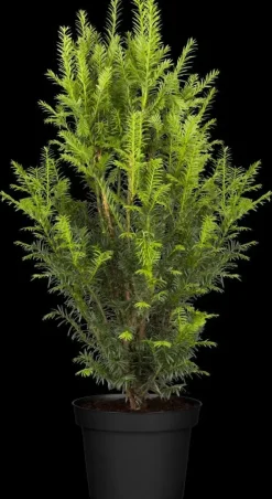 Taxus baccata (Venijnboom)