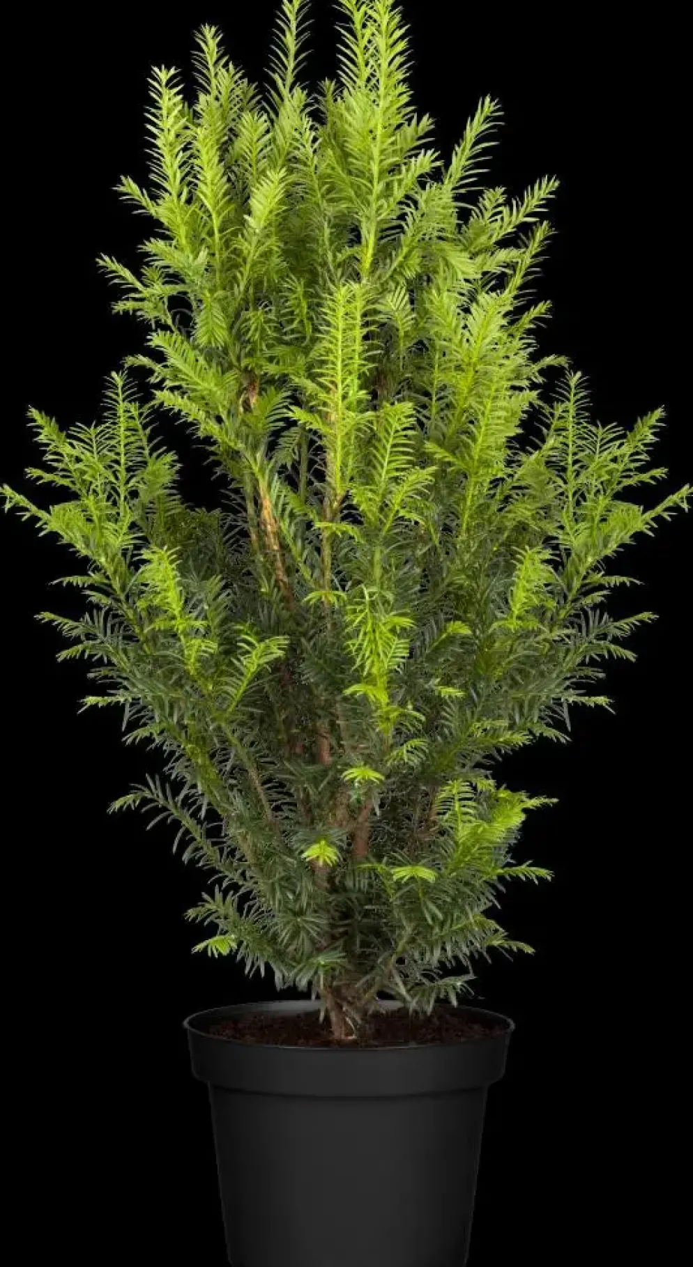 Taxus baccata (Venijnboom)