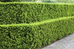 Taxus baccata (Venijnboom)