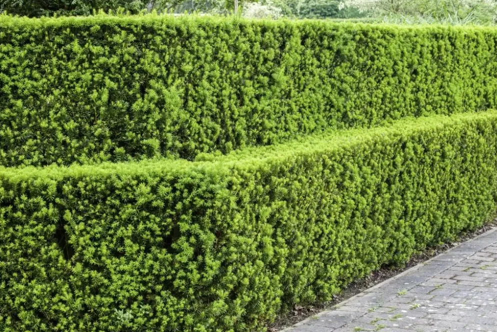 Taxus baccata (Venijnboom)