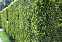 Taxus baccata (Venijnboom)