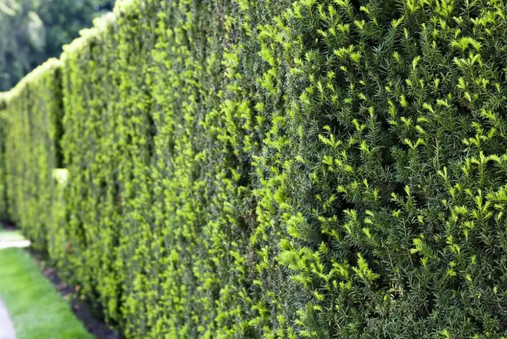 Taxus baccata (Venijnboom)