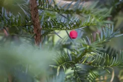Taxus baccata (Venijnboom)