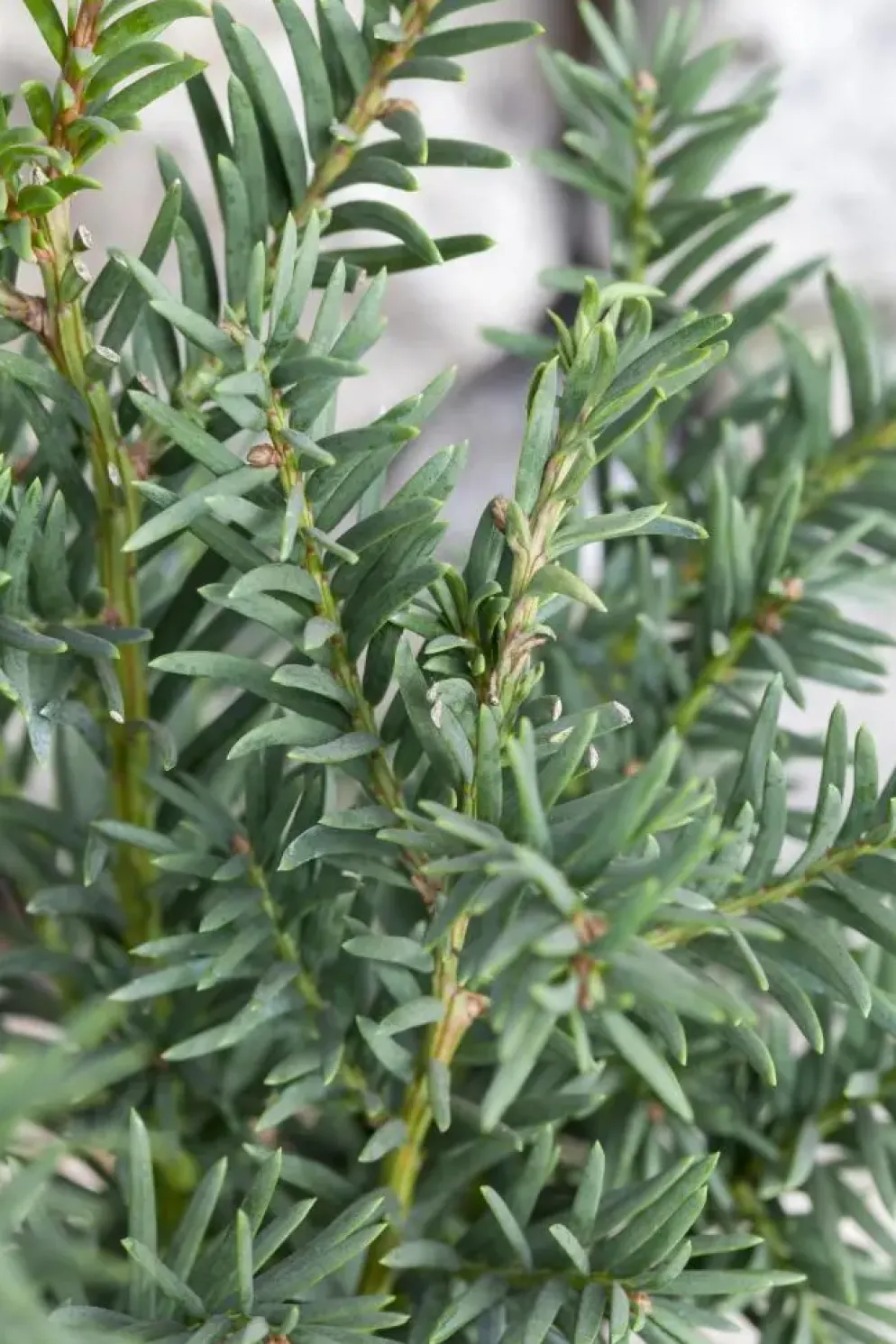 Taxus baccata (Venijnboom)