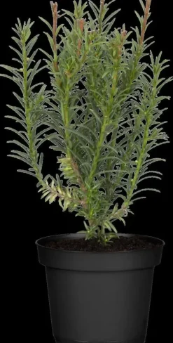 Taxus baccata (Venijnboom)