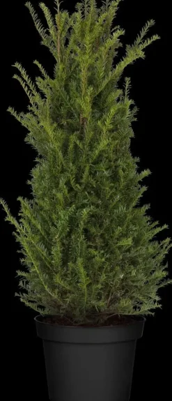 Taxus baccata (Venijnboom)