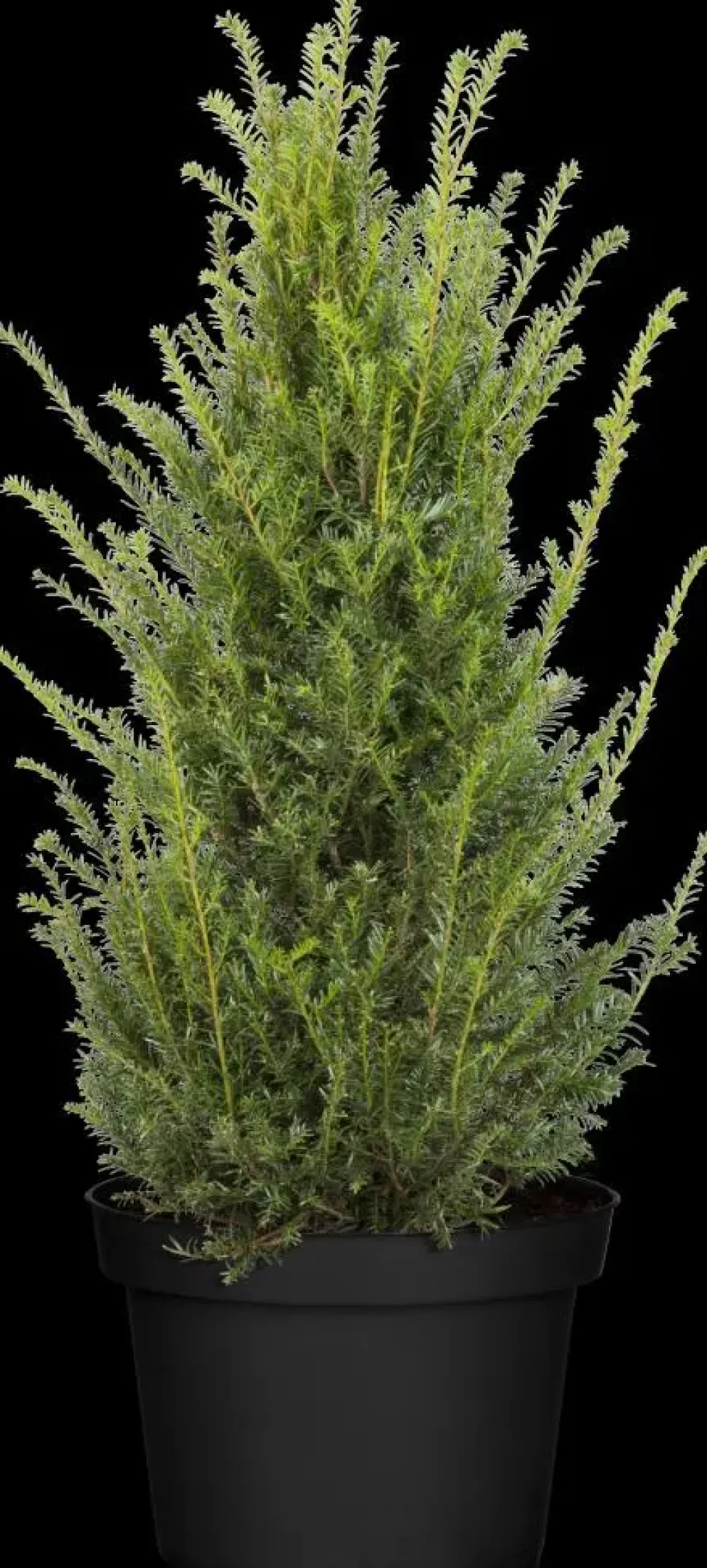 Taxus baccata (Venijnboom)