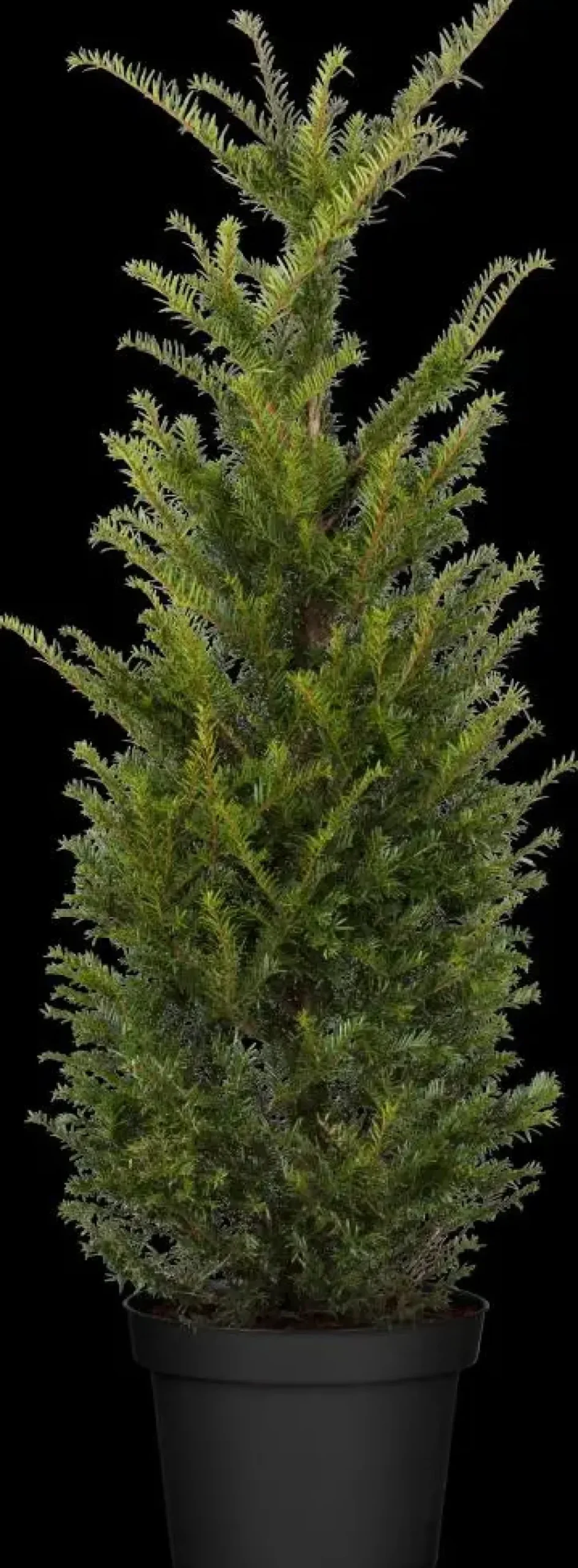 Taxus baccata (Venijnboom)