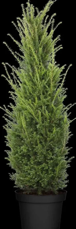 Taxus baccata (Venijnboom)
