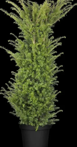 Taxus baccata (Venijnboom)