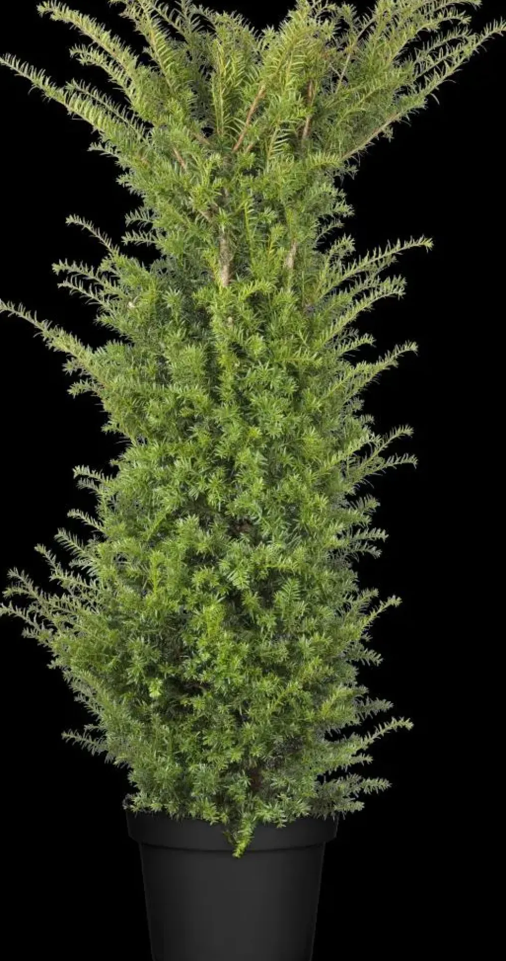 Taxus baccata (Venijnboom)