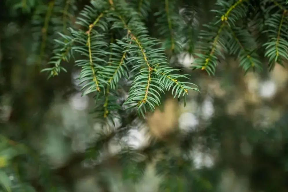 Taxus baccata (Venijnboom)