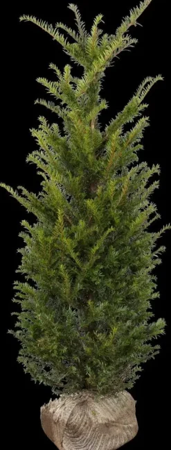Taxus baccata (Venijnboom)