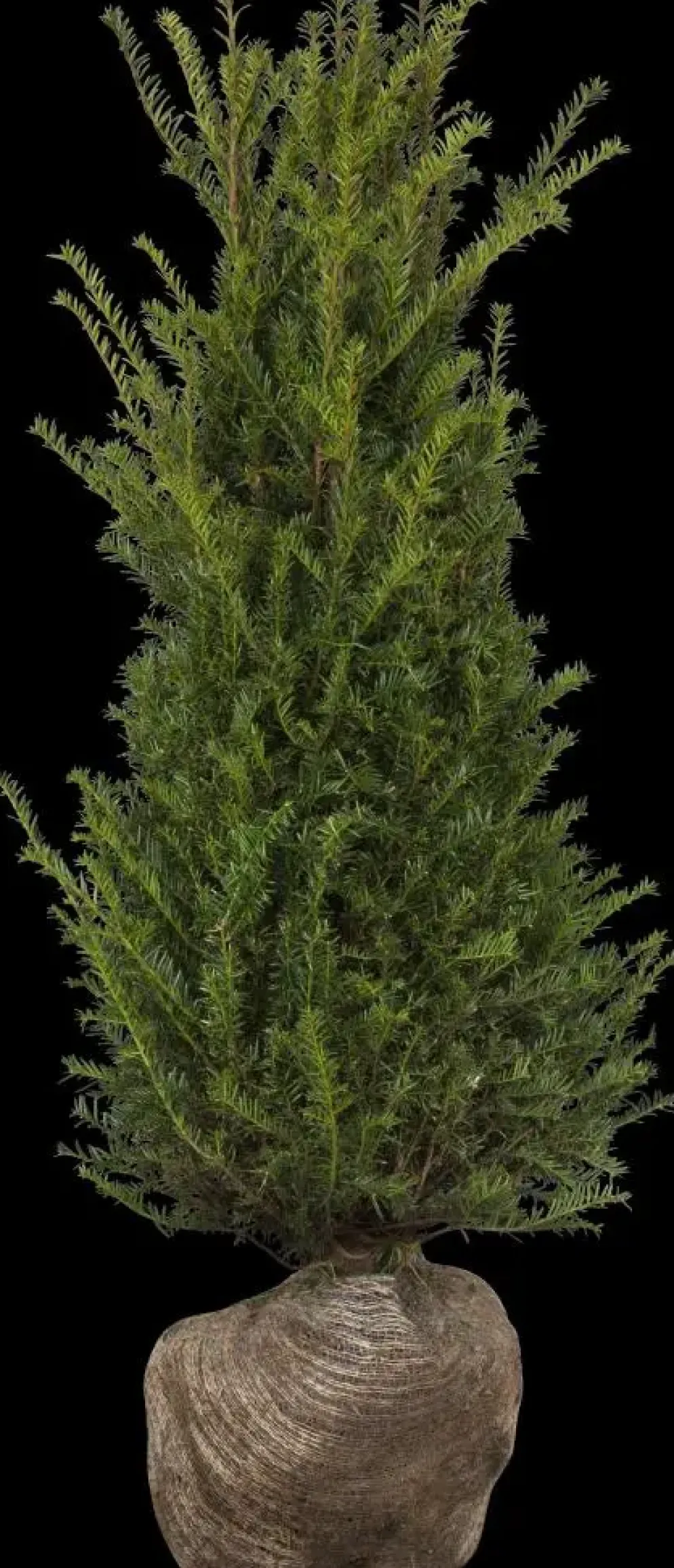 Taxus baccata (Venijnboom)
