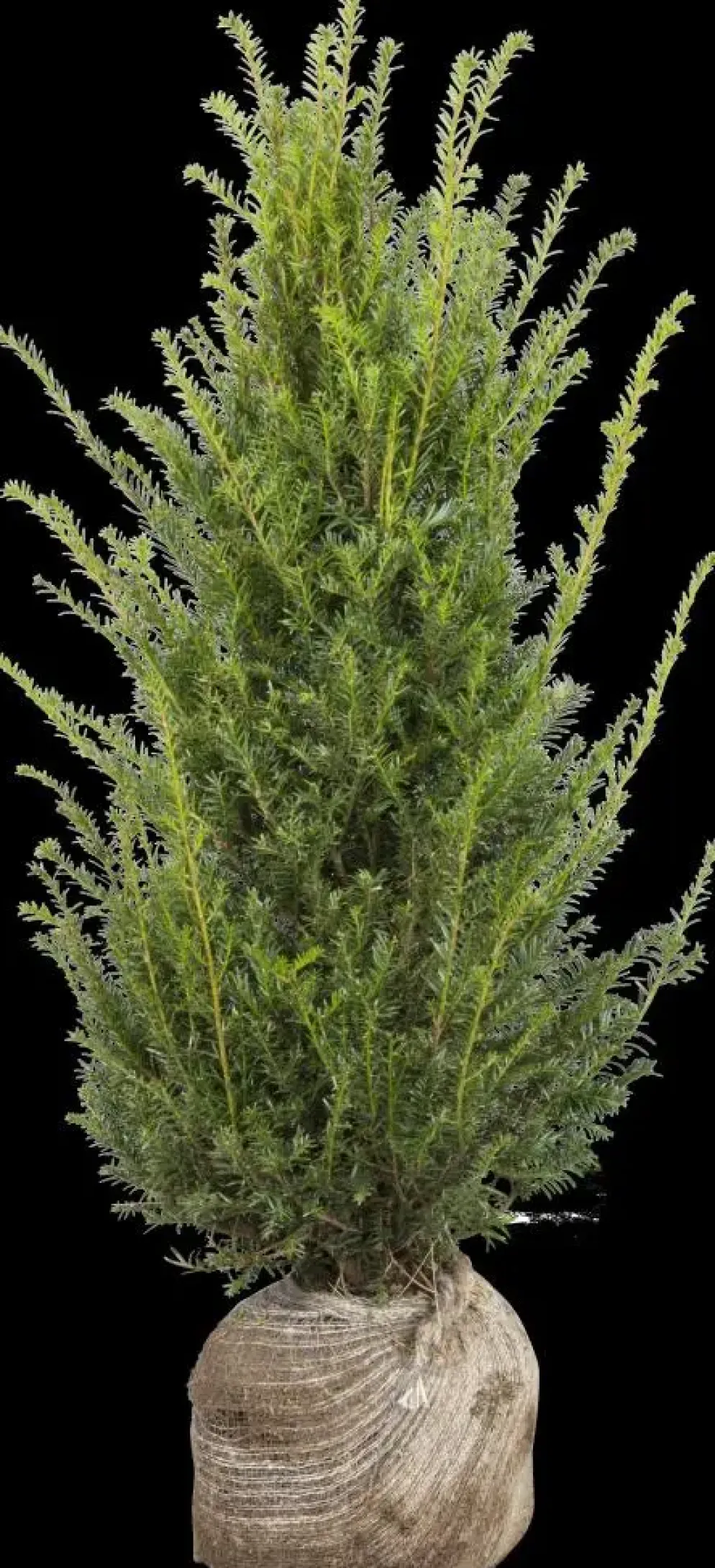 Taxus baccata (Venijnboom)