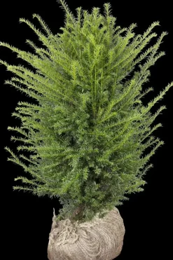 Taxus baccata (Venijnboom)