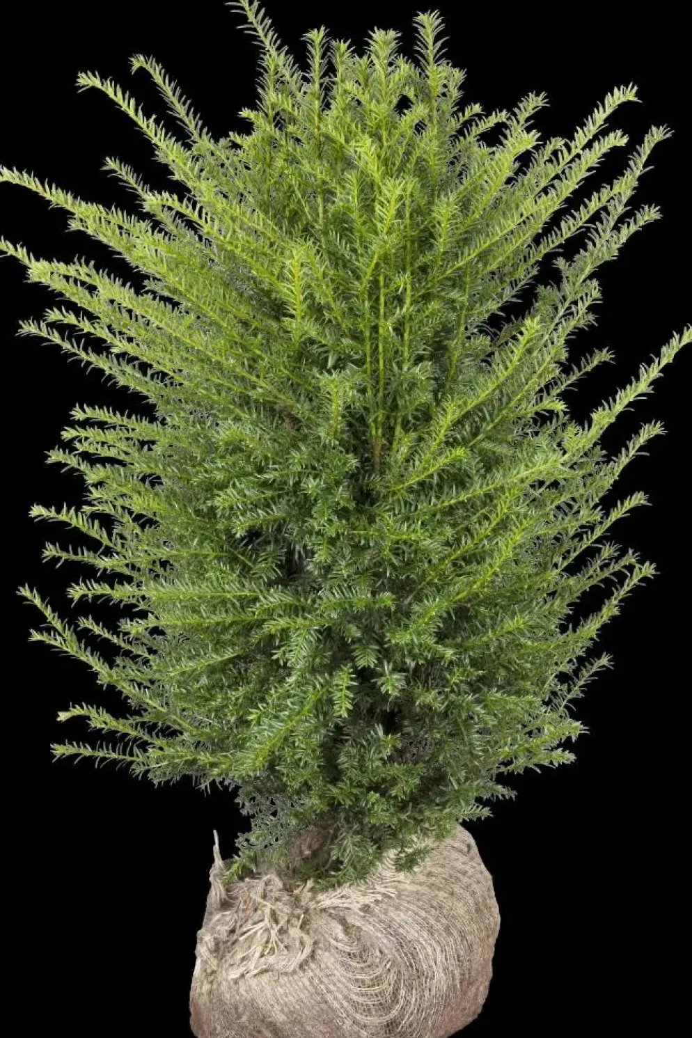 Taxus baccata (Venijnboom)