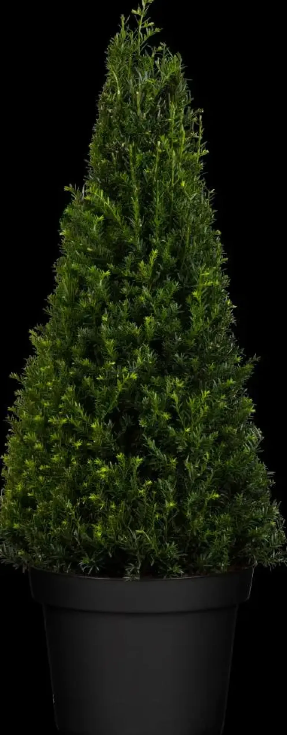 Taxus baccata (Venijnboom)