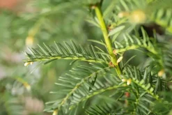 Taxus baccata (Venijnboom)