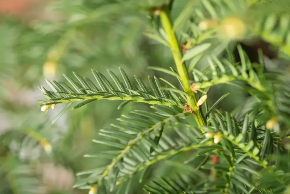 Taxus baccata (Venijnboom)