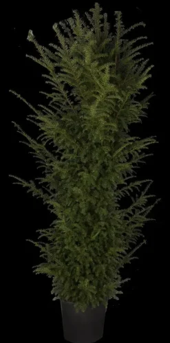 Taxus baccata (Venijnboom)
