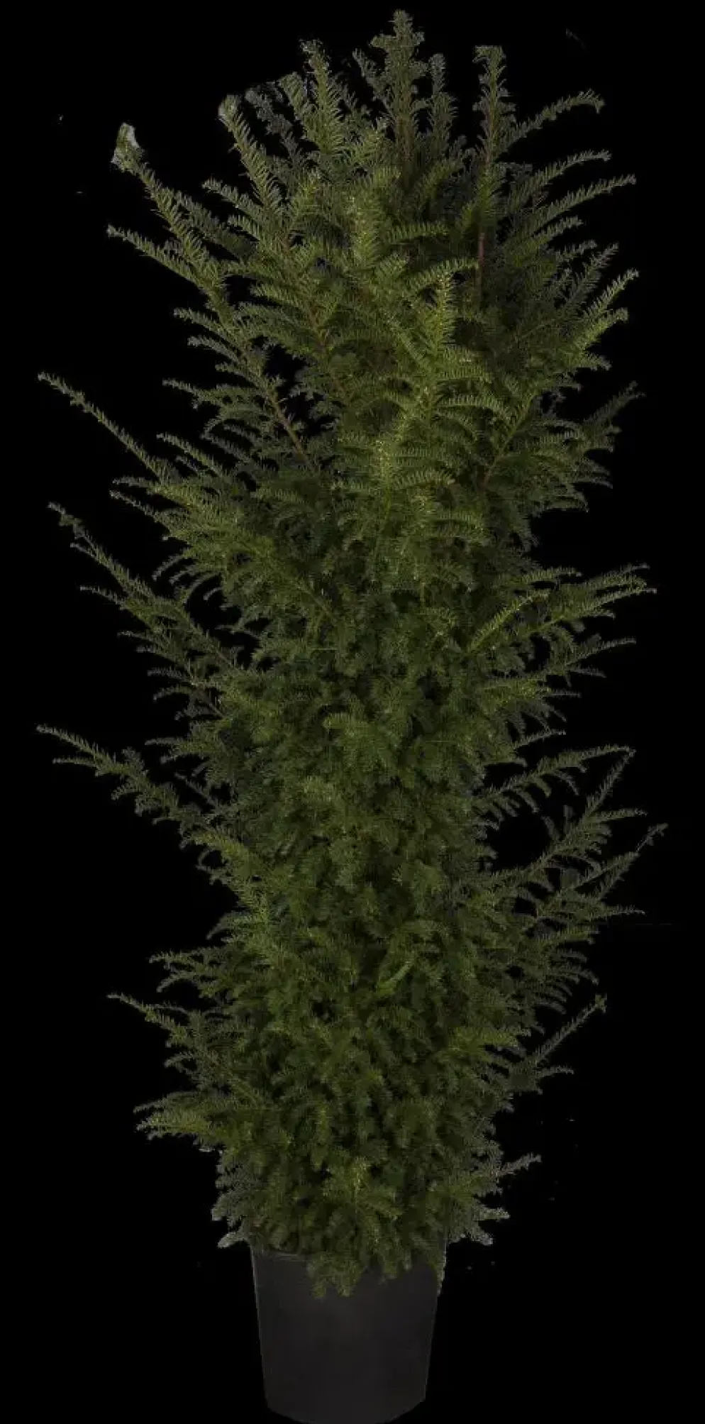 Taxus baccata (Venijnboom)
