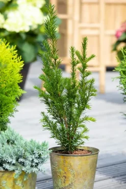 Taxus baccata (Venijnboom)