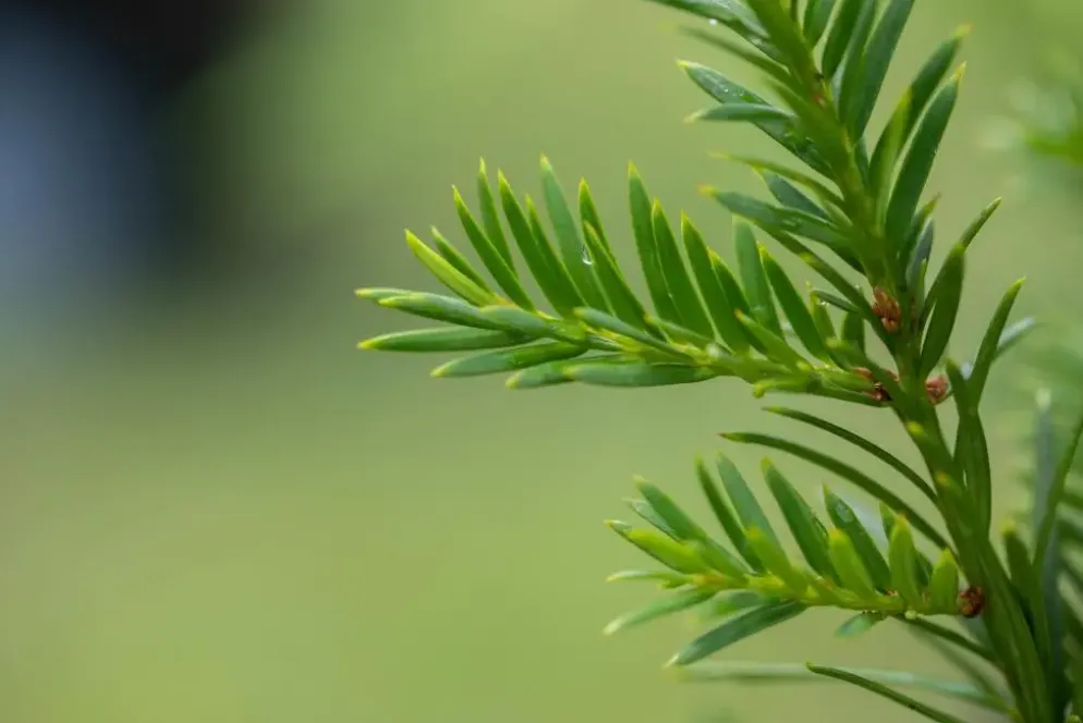 Taxus baccata (Venijnboom)