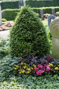 Taxus baccata (Venijnboom)