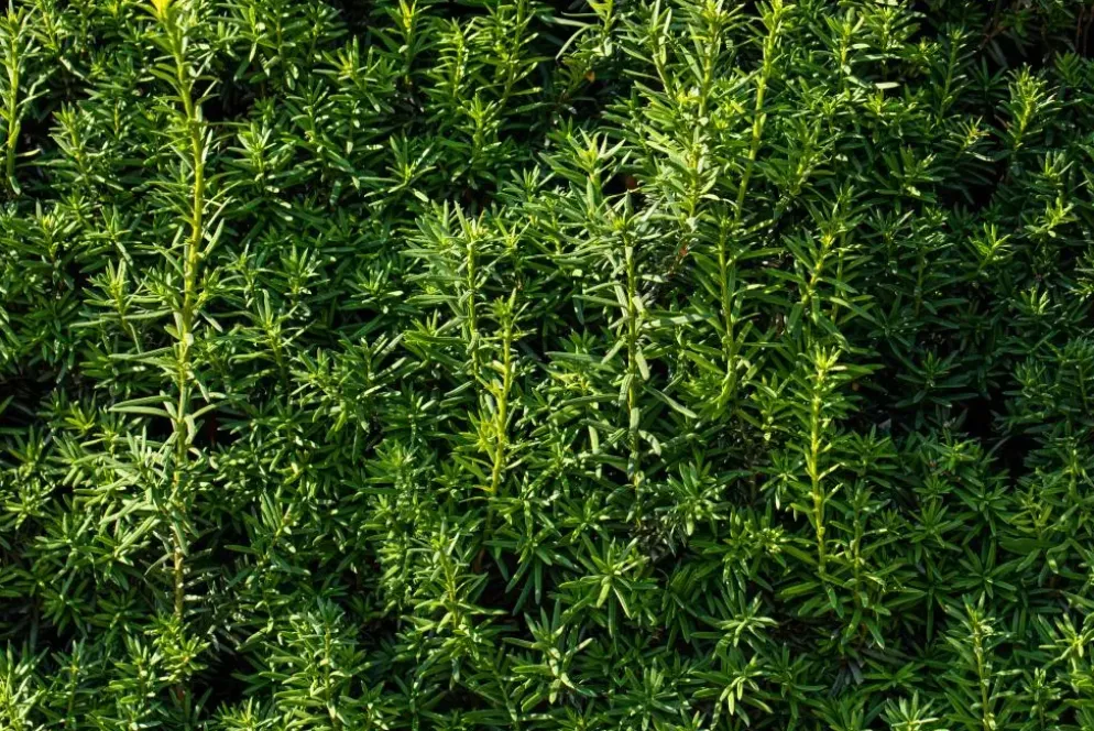 Taxus baccata (Venijnboom)