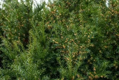 Taxus baccata (Venijnboom)
