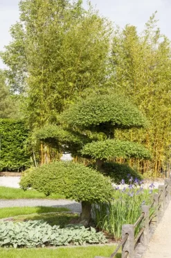 Taxus baccata (Venijnboom)
