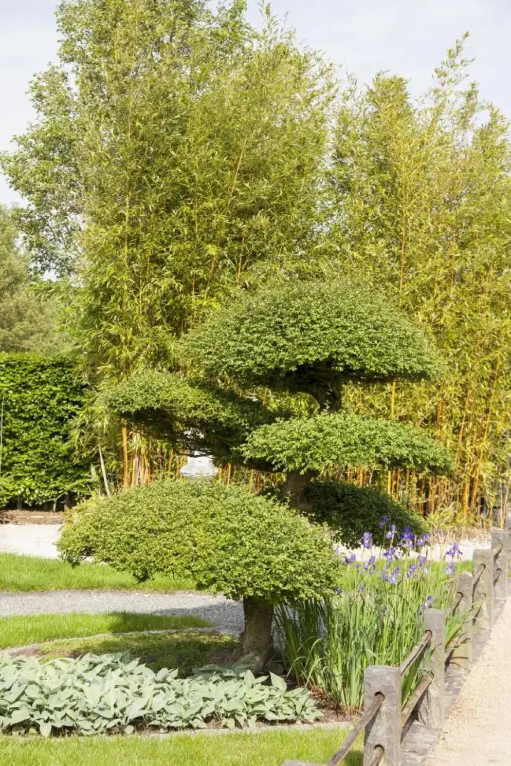 Taxus baccata (Venijnboom)