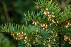 Taxus baccata (Venijnboom)