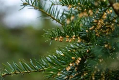 Taxus baccata (Venijnboom)