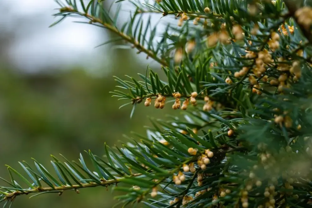 Taxus baccata (Venijnboom)