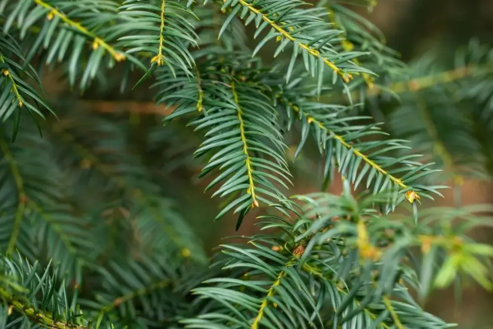 Taxus baccata (Venijnboom)
