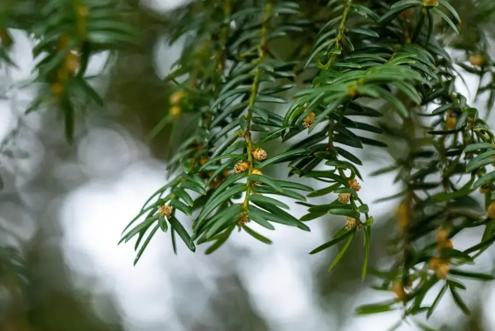 Taxus baccata (Venijnboom)