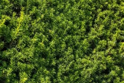 Taxus baccata (Venijnboom)