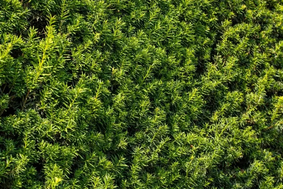 Taxus baccata (Venijnboom)