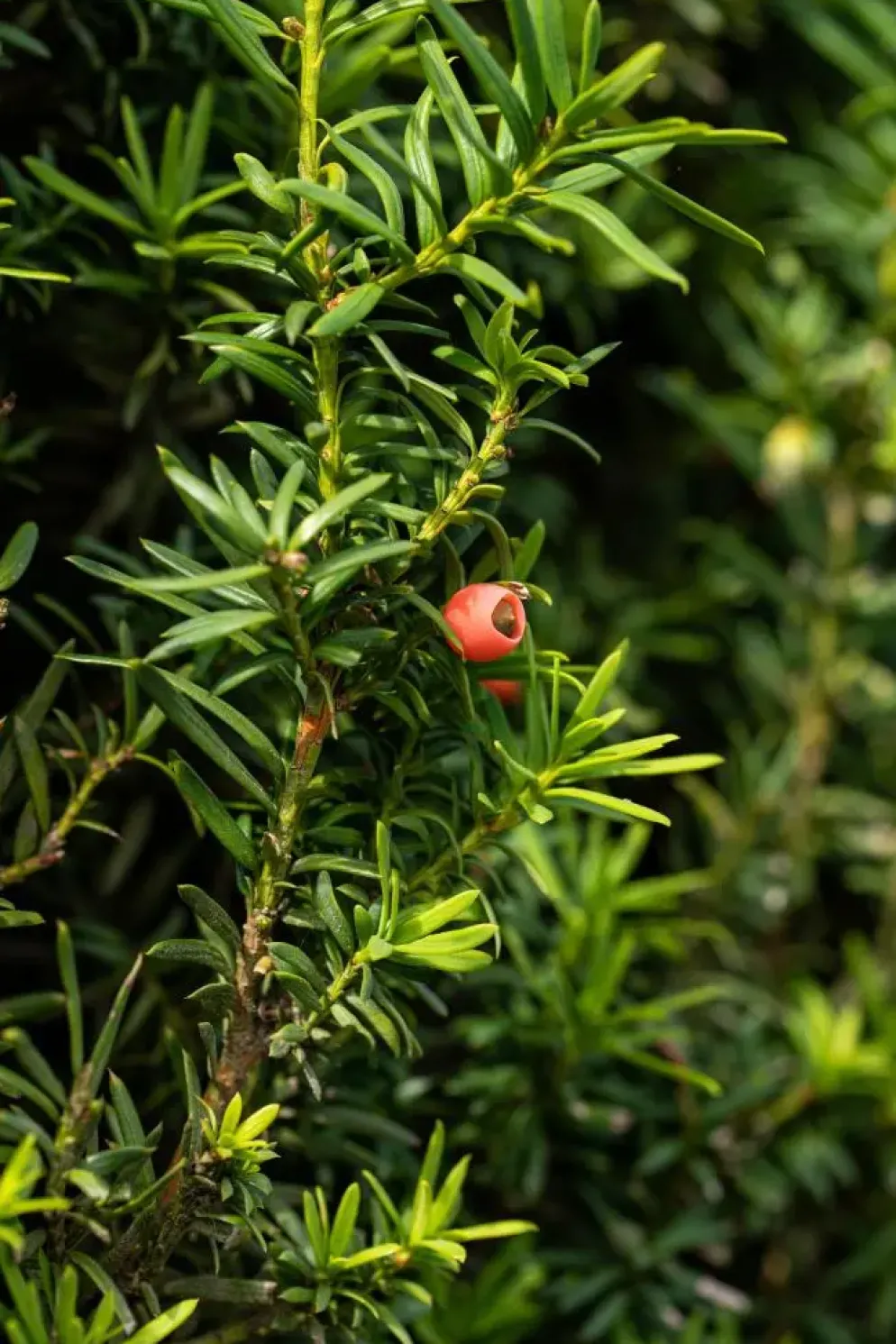 Taxus baccata (Venijnboom)