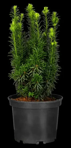 Taxus baccata (Venijnboom)
