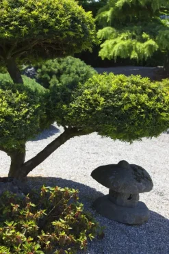 Taxus baccata (Venijnboom)