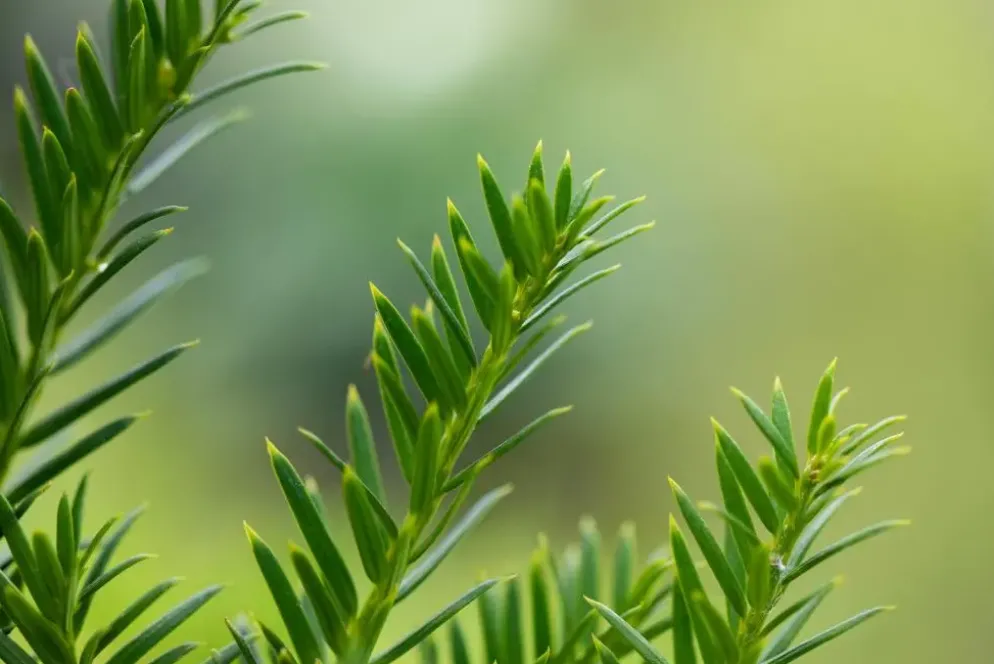 Taxus baccata (Venijnboom)